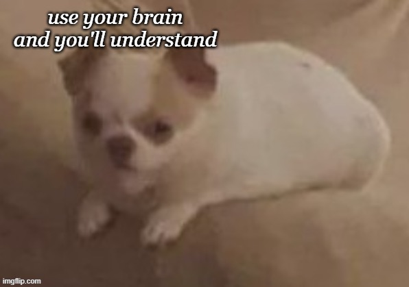 da potato dog | use your brain and you'll understand | image tagged in da potato dog | made w/ Imgflip meme maker