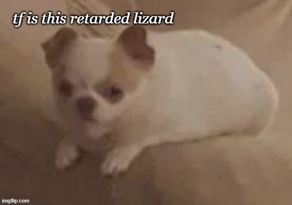 da potato dog | tf is this retarded lizard | image tagged in da potato dog | made w/ Imgflip meme maker