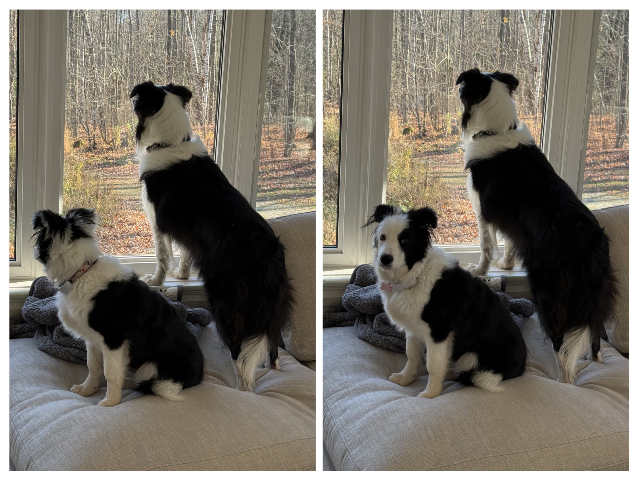 Confused dog in window Blank Meme Template