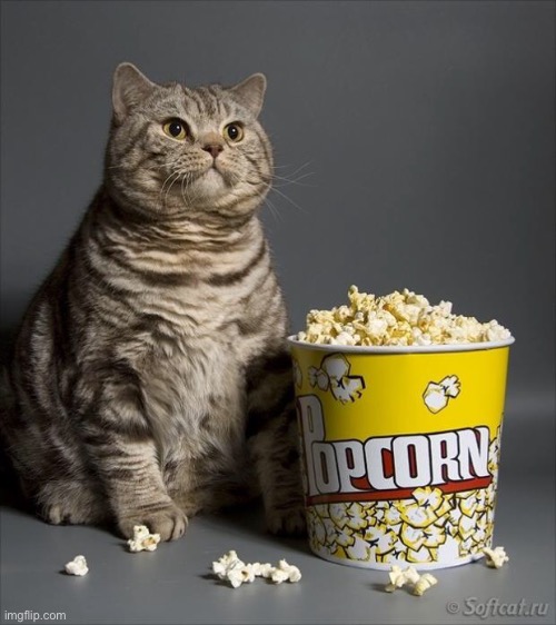 image tagged in cat eating popcorn | made w/ Imgflip meme maker