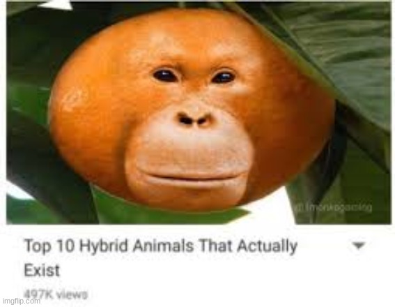 true | made w/ Imgflip meme maker