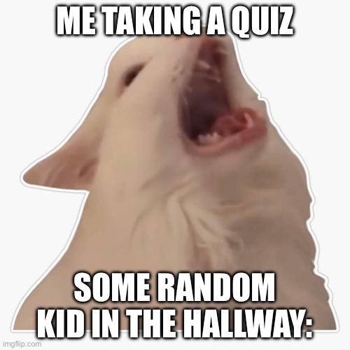 This happens all the time, especially if your classroom is next to the bathrooms | ME TAKING A QUIZ; SOME RANDOM KID IN THE HALLWAY: | image tagged in screaming cat | made w/ Imgflip meme maker