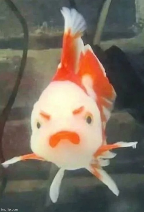 Angry fish | image tagged in angry fish | made w/ Imgflip meme maker