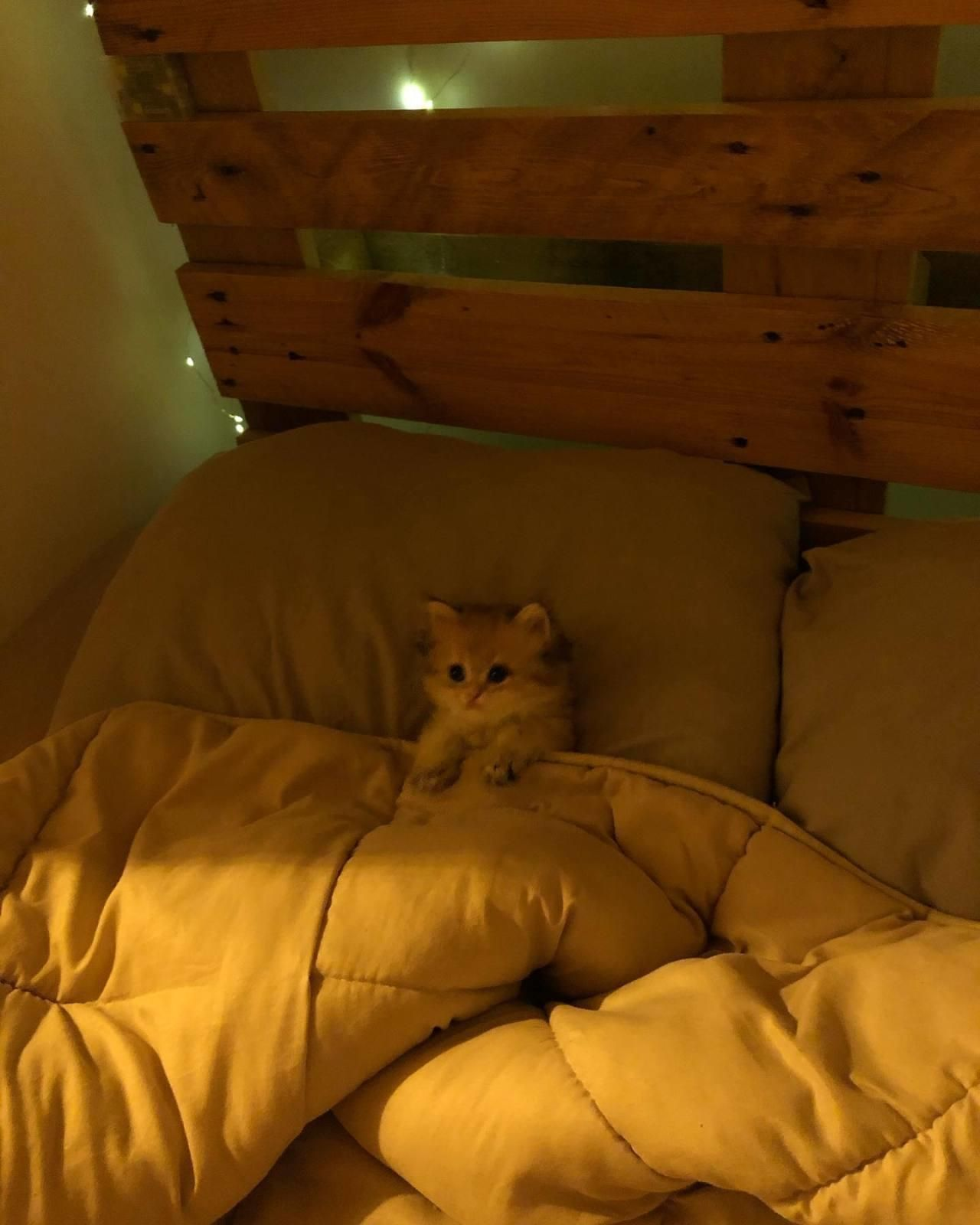 Kitty tucked in bed Blank Meme Template