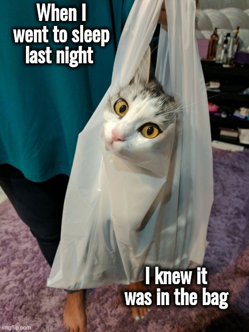 Cat in plastic bag | When I went to sleep last night I knew it was in the bag | image tagged in cat in plastic bag | made w/ Imgflip meme maker