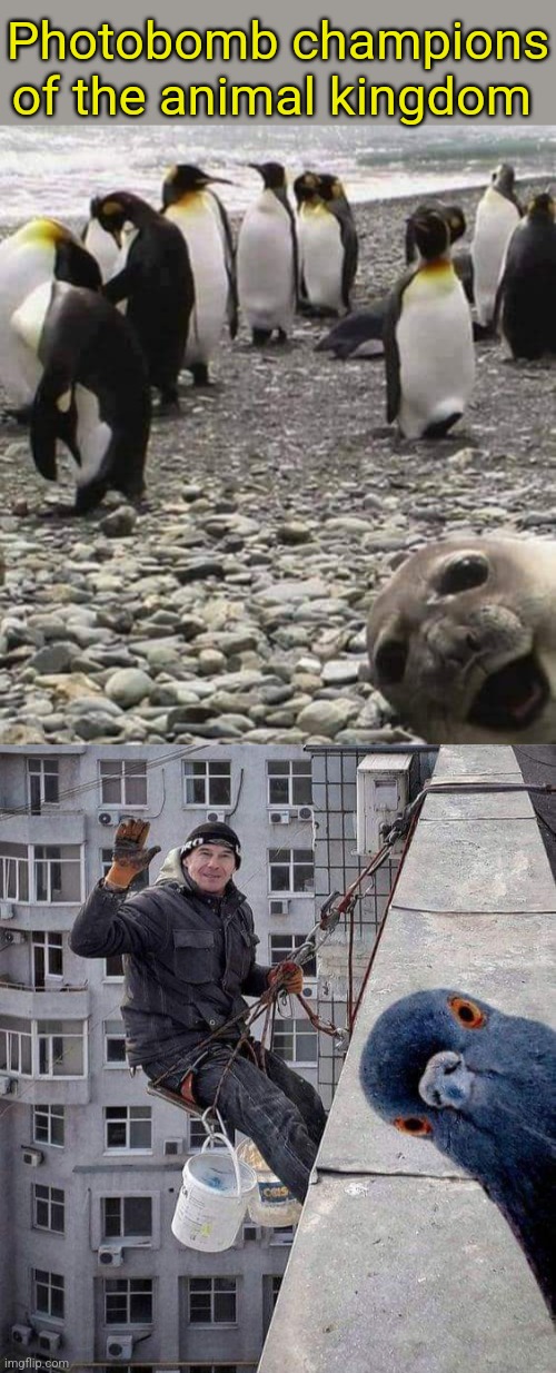 Animal Photobombs | Photobomb champions of the animal kingdom | image tagged in funny animals,photobombs,funny memes | made w/ Imgflip meme maker