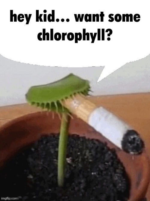 image tagged in fly,trap,funny,drugs,venus,plant | made w/ Imgflip meme maker