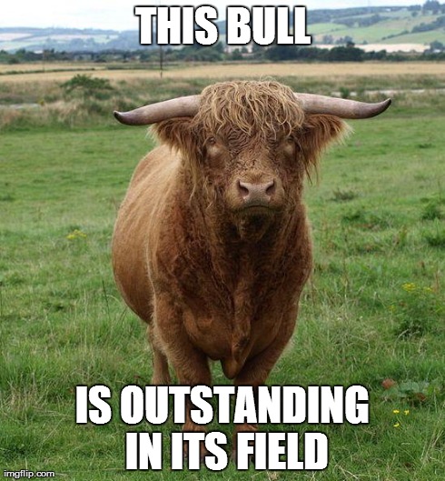 THIS BULL IS OUTSTANDING IN ITS FIELD | image tagged in bull | made w/ Imgflip meme maker