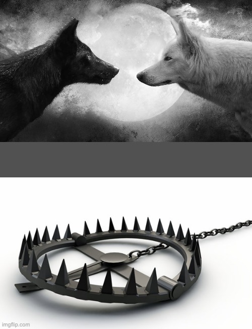 image tagged in you have two wolves,bear trap | made w/ Imgflip meme maker