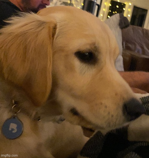 my brother stole my phone earlier and was taking dog pictures | made w/ Imgflip meme maker