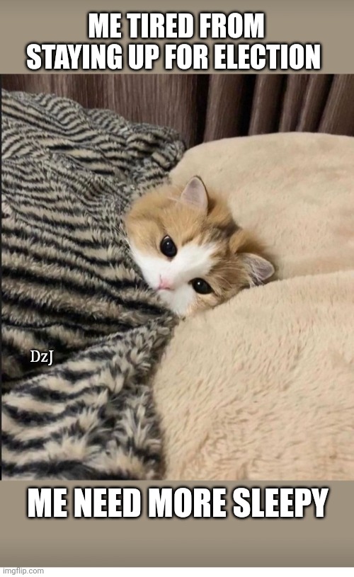 ME TIRED FROM STAYING UP FOR ELECTION; DzJ; ME NEED MORE SLEEPY | image tagged in cute,cute kittens,sleepy cat | made w/ Imgflip meme maker