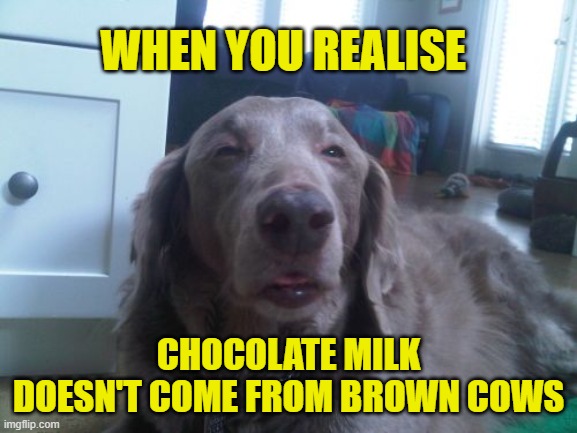 WHEN YOU REALISE CHOCOLATE MILK DOESN'T COME FROM BROWN COWS | image tagged in memes,high dog | made w/ Imgflip meme maker