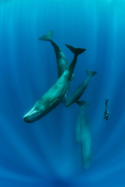 Free Diver And Sperm Whales Photo credit: Franco Banfi | image tagged in awesome,pics,photography | made w/ Imgflip meme maker