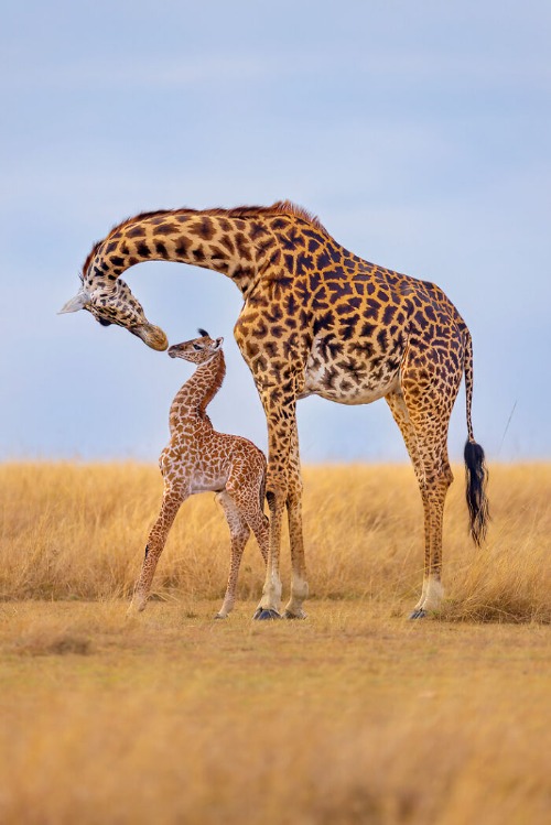 Masai Giraffe And Calf Photo credit:Thomas Nicholson | image tagged in awesome,pics,photography | made w/ Imgflip meme maker