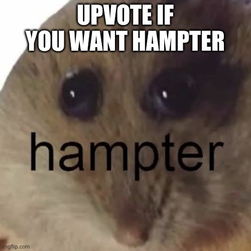 HAMPTER | UPVOTE IF YOU WANT HAMPTER | image tagged in idk | made w/ Imgflip meme maker