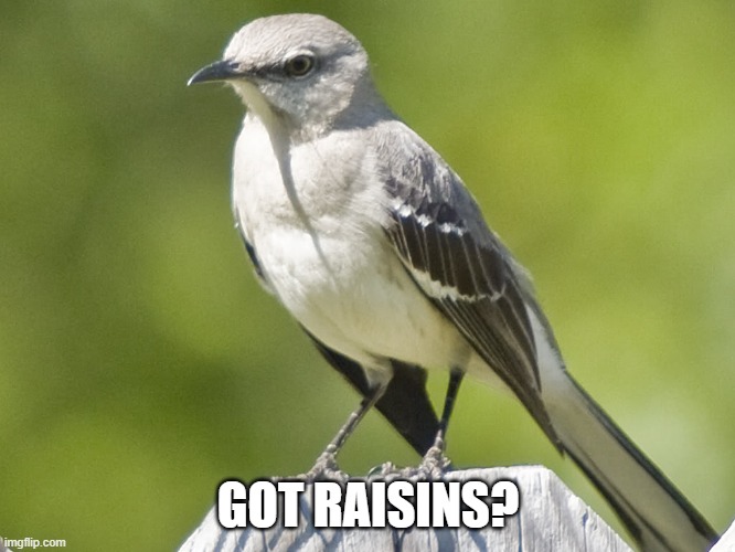 Got Raisins? | GOT RAISINS? | image tagged in mockingbird | made w/ Imgflip meme maker