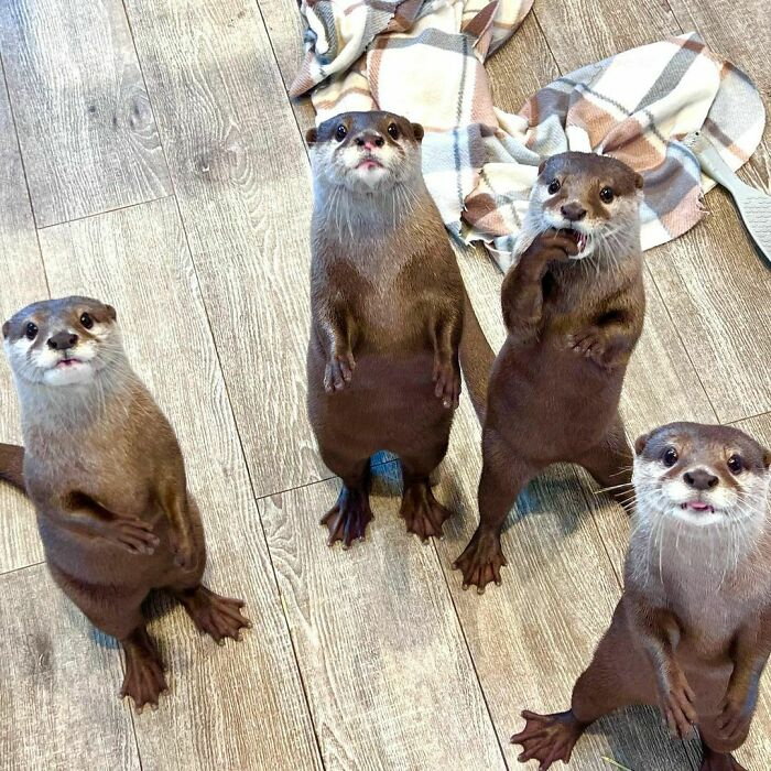 High Quality Otters Blank Meme Template