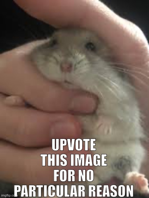 hampter | UPVOTE THIS IMAGE FOR NO PARTICULAR REASON | made w/ Imgflip meme maker
