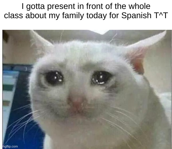 crying cat | I gotta present in front of the whole class about my family today for Spanish T^T | image tagged in crying cat | made w/ Imgflip meme maker