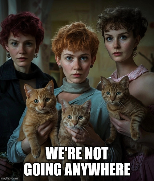 Angry cat ladies | WE'RE NOT GOING ANYWHERE | image tagged in angry cat ladies | made w/ Imgflip meme maker