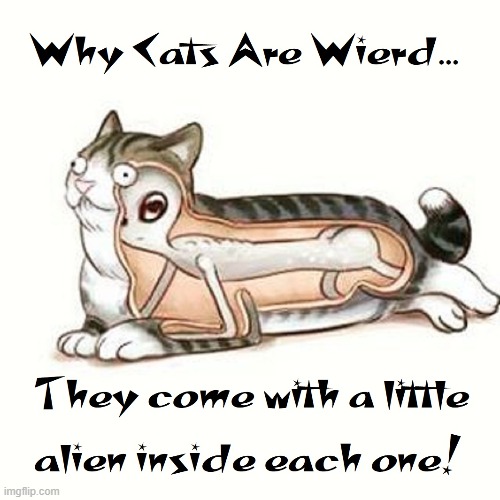 The Alien living in my home | image tagged in vince vance,cats,space,i love cats,funny cat memes,aliens | made w/ Imgflip meme maker