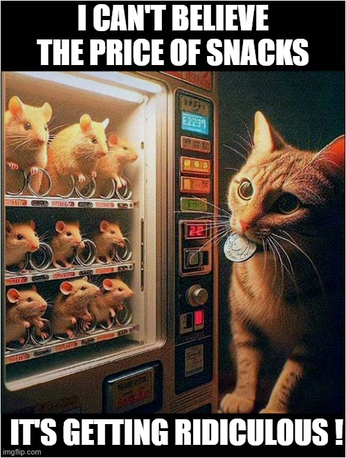 An Expensive Meal ! | I CAN'T BELIEVE THE PRICE OF SNACKS; IT'S GETTING RIDICULOUS ! | image tagged in cats,rats,vending machine,prices | made w/ Imgflip meme maker