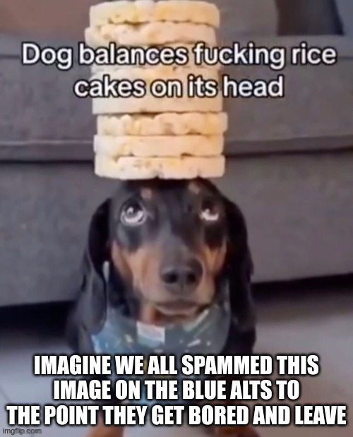 Dog balances rice cakes on its head | IMAGINE WE ALL SPAMMED THIS IMAGE ON THE BLUE ALTS TO THE POINT THEY GET BORED AND LEAVE | image tagged in dog balances rice cakes on its head | made w/ Imgflip meme maker