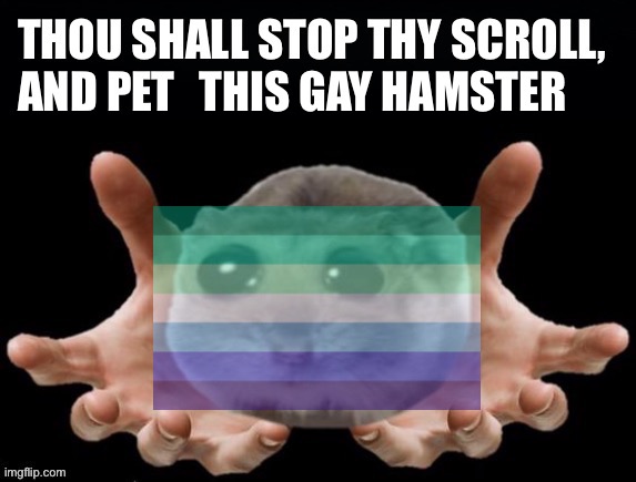 Please pet the gay hamster | THIS GAY HAMSTER | image tagged in thou shall stop thy scoll and pet this hamster,lgbtq,gay,hamster,hamsters,pet | made w/ Imgflip meme maker