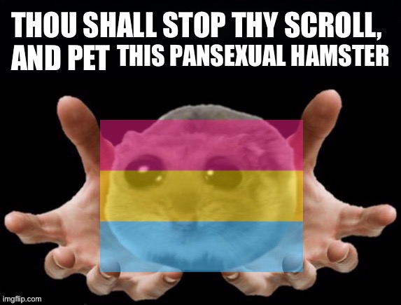 Please pet the pansexual hamster | THIS PANSEXUAL HAMSTER | image tagged in thou shall stop thy scoll and pet this hamster,pet,hamster,hamsters,lgbtq,pansexual | made w/ Imgflip meme maker