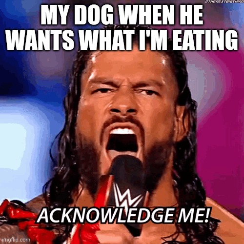 Dog food | MY DOG WHEN HE WANTS WHAT I'M EATING | image tagged in dog food | made w/ Imgflip meme maker