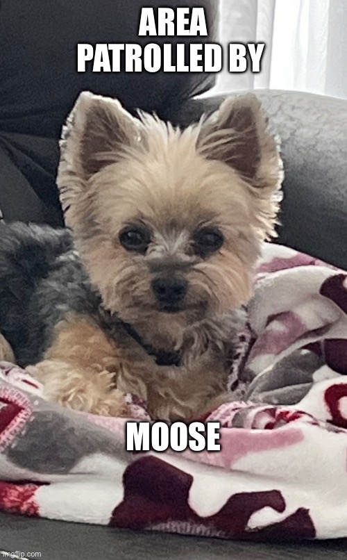 Moose on the loose | AREA PATROLLED BY; MOOSE | image tagged in adorable | made w/ Imgflip meme maker