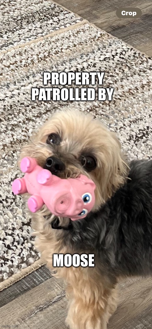 Morkie patrols | PROPERTY PATROLLED BY; MOOSE | image tagged in cute puppy | made w/ Imgflip meme maker