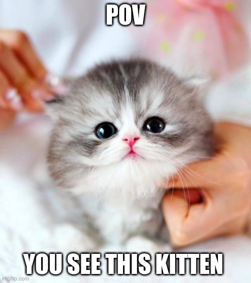 POPTART (Middo's kitten) | POV; YOU SEE THIS KITTEN | image tagged in poptart middo's kitten | made w/ Imgflip meme maker