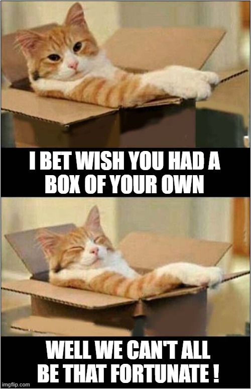 This Is My Box ! | I BET WISH YOU HAD A
 BOX OF YOUR OWN; WELL WE CAN'T ALL
BE THAT FORTUNATE ! | image tagged in cats,boxes | made w/ Imgflip meme maker