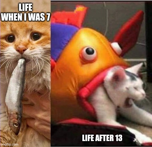 Fish eating cat | LIFE WHEN I WAS 7; LIFE AFTER 13 | image tagged in fish eating cat | made w/ Imgflip meme maker