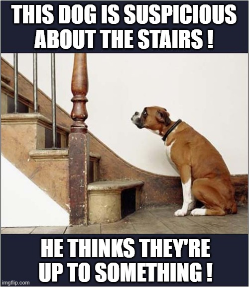 A Paranoid Dog | THIS DOG IS SUSPICIOUS
ABOUT THE STAIRS ! HE THINKS THEY'RE UP TO SOMETHING ! | image tagged in dogs,paranoid,suspicious dog,play on words | made w/ Imgflip meme maker