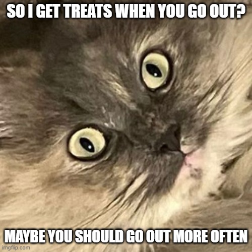 Treat-Puss | SO I GET TREATS WHEN YOU GO OUT? MAYBE YOU SHOULD GO OUT MORE OFTEN | image tagged in treat-puss | made w/ Imgflip meme maker