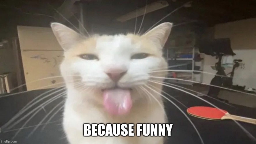 Bleh Cat | BECAUSE FUNNY | image tagged in bleh cat | made w/ Imgflip meme maker