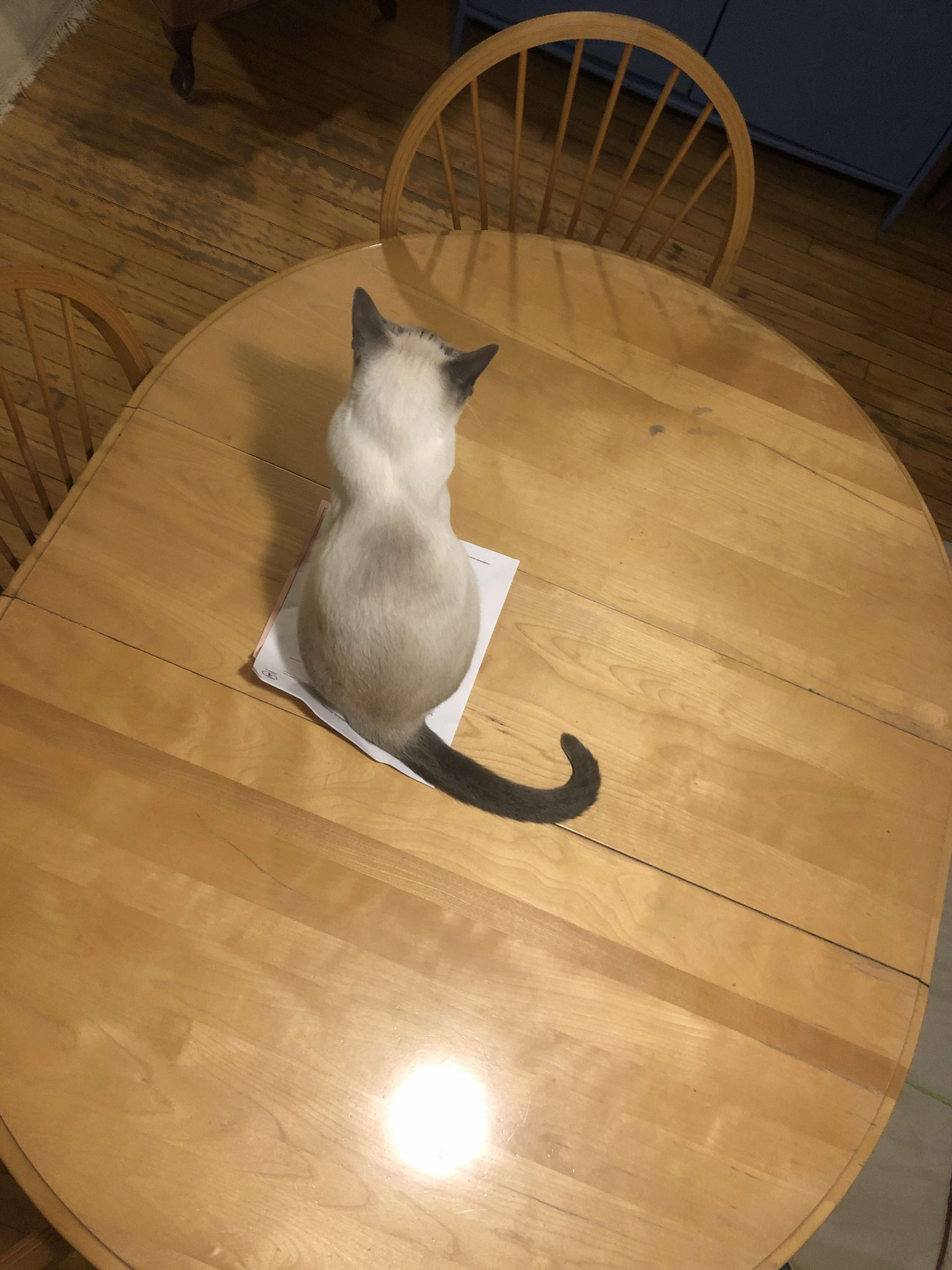 High Quality Cat on paper Blank Meme Template