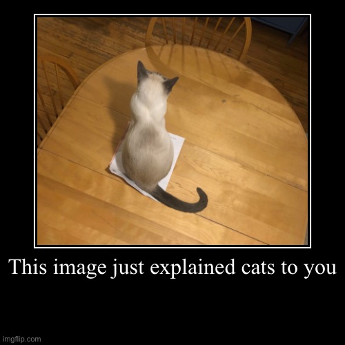 Cat on paper | This image just explained cats to you | | image tagged in funny,demotivationals | made w/ Imgflip demotivational maker