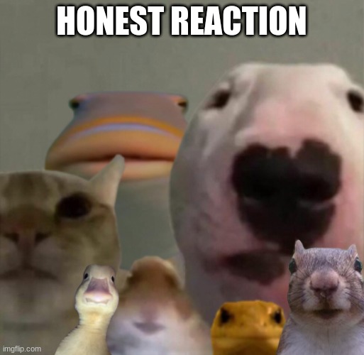 The council remastered | HONEST REACTION | image tagged in the council remastered | made w/ Imgflip meme maker