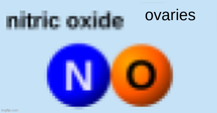 NO | ovaries | image tagged in no | made w/ Imgflip meme maker