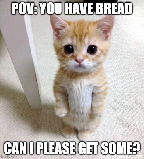 Cute Cat | POV: YOU HAVE BREAD; CAN I PLEASE GET SOME? | image tagged in memes,cute cat | made w/ Imgflip meme maker