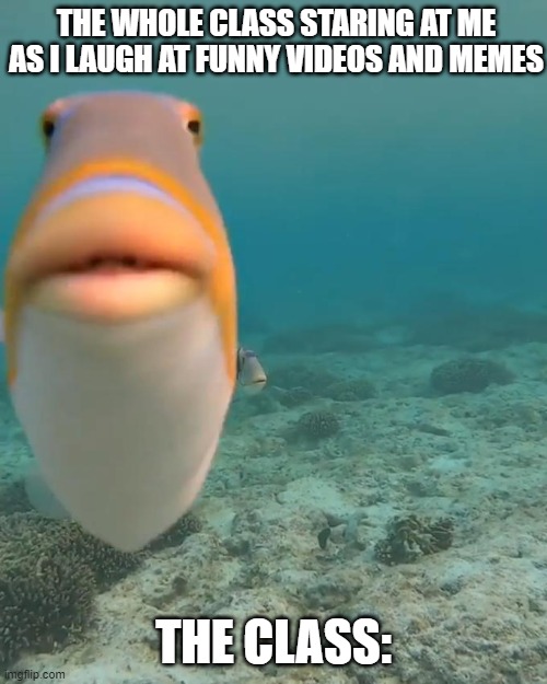 Class Moment | THE WHOLE CLASS STARING AT ME AS I LAUGH AT FUNNY VIDEOS AND MEMES; THE CLASS: | image tagged in staring fish | made w/ Imgflip meme maker