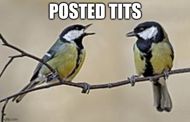 Great tits | POSTED TITS | image tagged in great tits | made w/ Imgflip meme maker