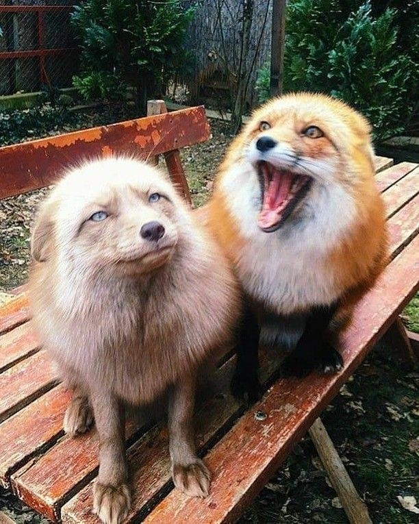 Two foxes Blank Meme Template