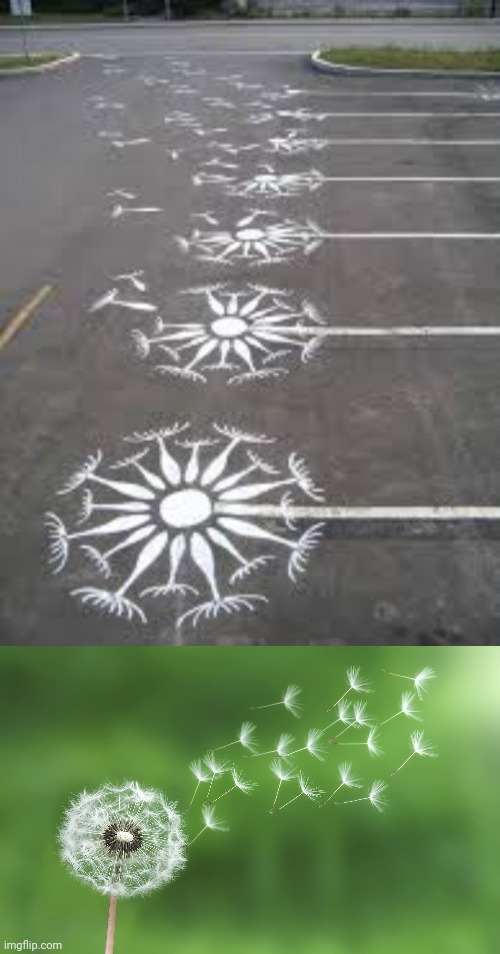 Dandelions | image tagged in dandelion,dandelions,memes,parking lot | made w/ Imgflip meme maker