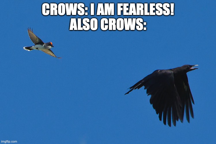 Kingbird laughs at crow's badassness | CROWS: I AM FEARLESS!
ALSO CROWS: | image tagged in kingbird laughs at crow's badassness | made w/ Imgflip meme maker