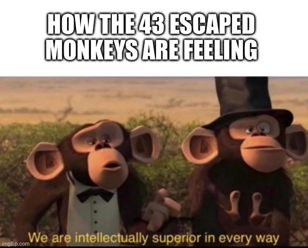 43 monkeys! | HOW THE 43 ESCAPED MONKEYS ARE FEELING | image tagged in we are intellectually superior in every way | made w/ Imgflip meme maker