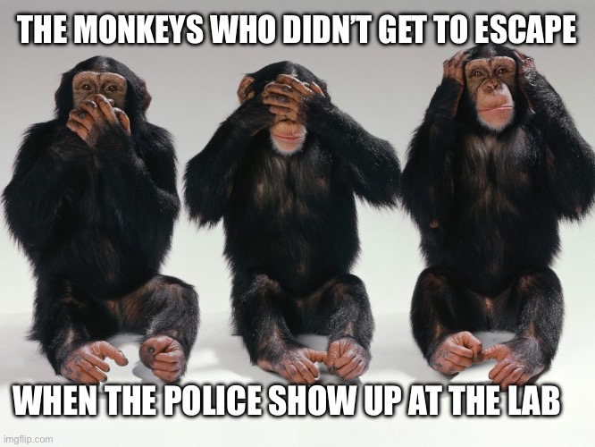 Escaped Monkeys | THE MONKEYS WHO DIDN’T GET TO ESCAPE; WHEN THE POLICE SHOW UP AT THE LAB | image tagged in three monkeys | made w/ Imgflip meme maker